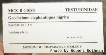 Media type: image; Herpetology R-11088